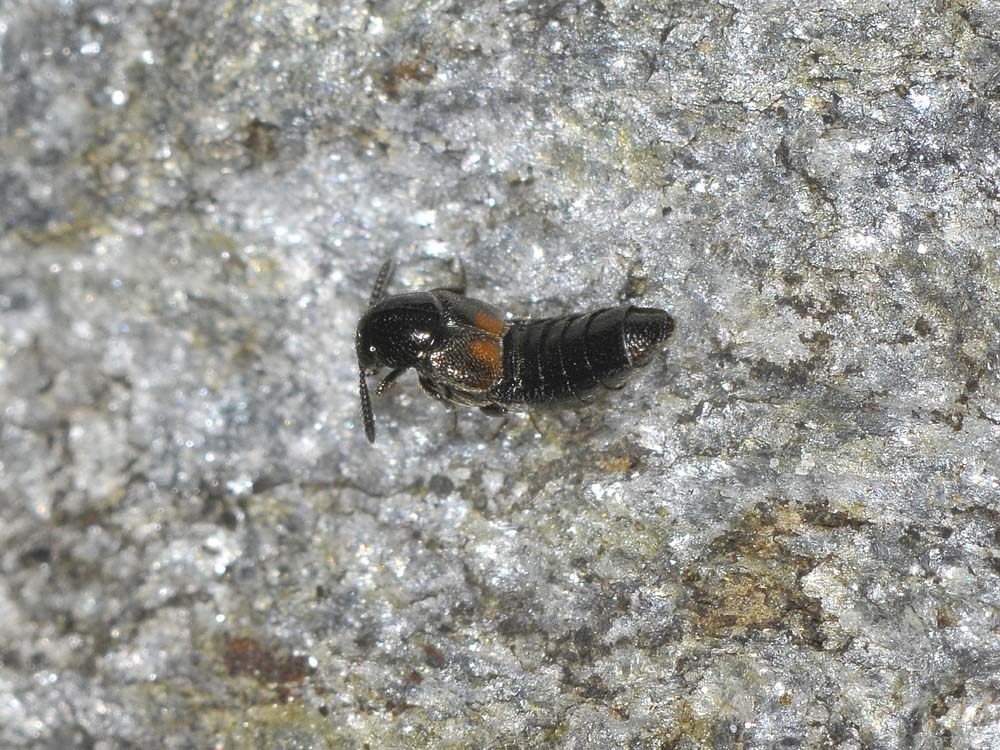 Aleochara bipustulata? (Staphylinidae)